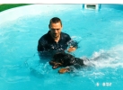 hundepension wasserbecken